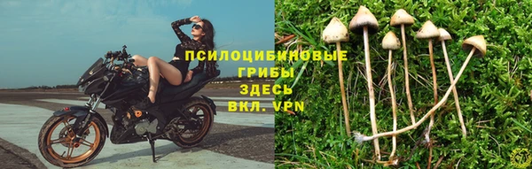 ГАЛЛЮЦИНОГЕННЫЕ ГРИБЫ Ладушкин